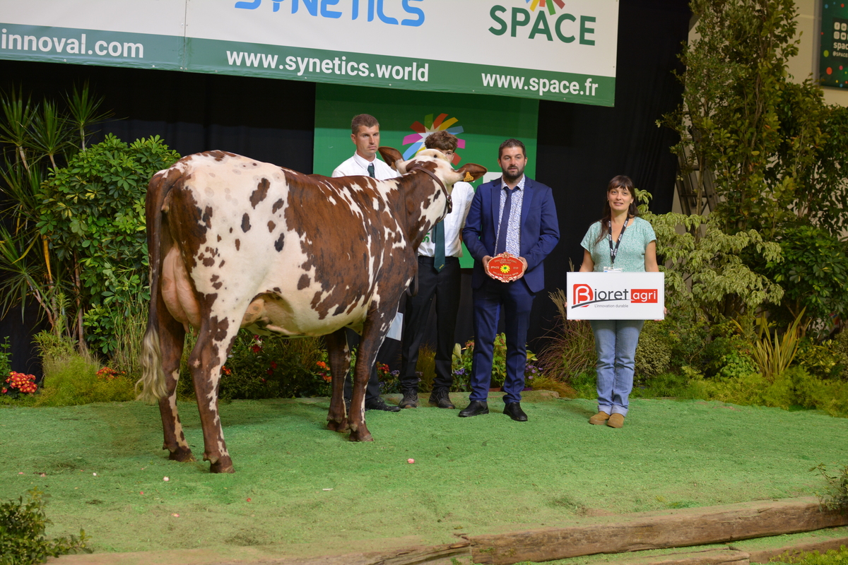 Une vache de race Normande avec des éleveurs sur le podium d'un concours de bovins
