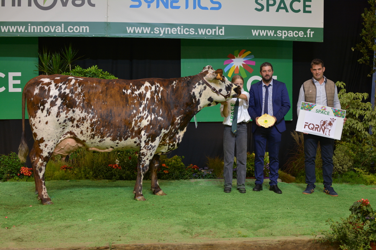 Entourée d'éleveurs, une vache de race Normande sur le podium d'un concours de bovins