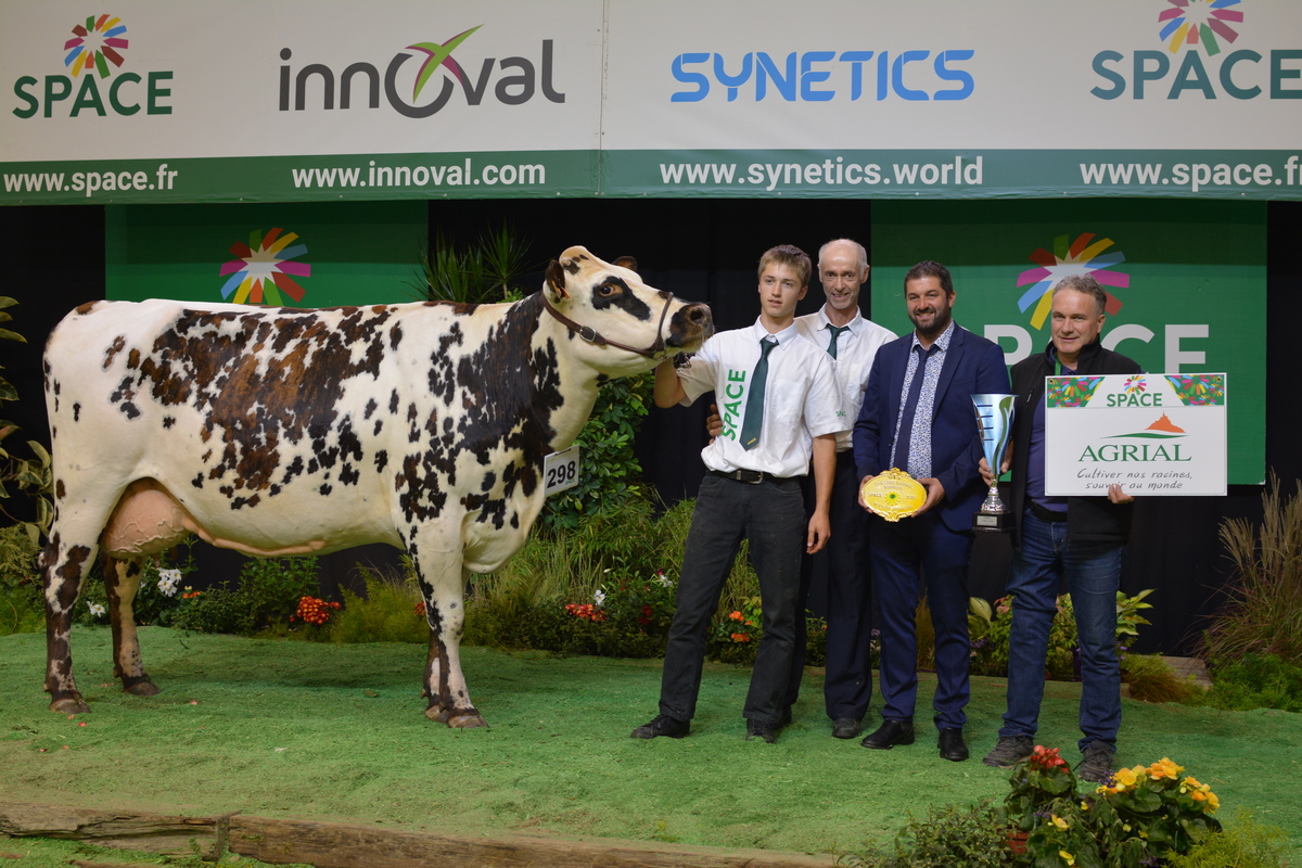 Entourée d'éleveurs, une vache de race Normande sur le podium d'un concours de bovins