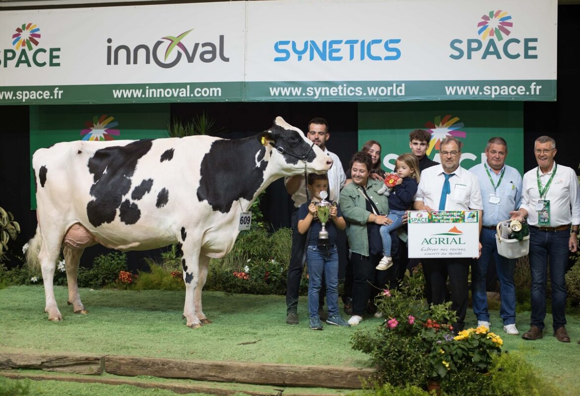 Entourée d'éleveurs, une vache de race Holstein sur le podium d'un concours de bovins