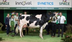 Entourée d'éleveurs, une vache de race Holstein sur le podium d'un concours de bovins
