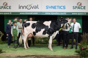 Entourée d'éleveurs, une vache de race Holstein sur le podium d'un concours de bovins