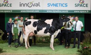 Entourée d'éleveurs, une vache de race Holstein sur le podium d'un concours de bovins