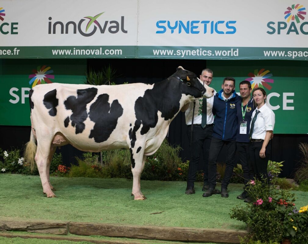 Une vache de race Holstein avec des éleveurs sur le podium d'un concours de bovins