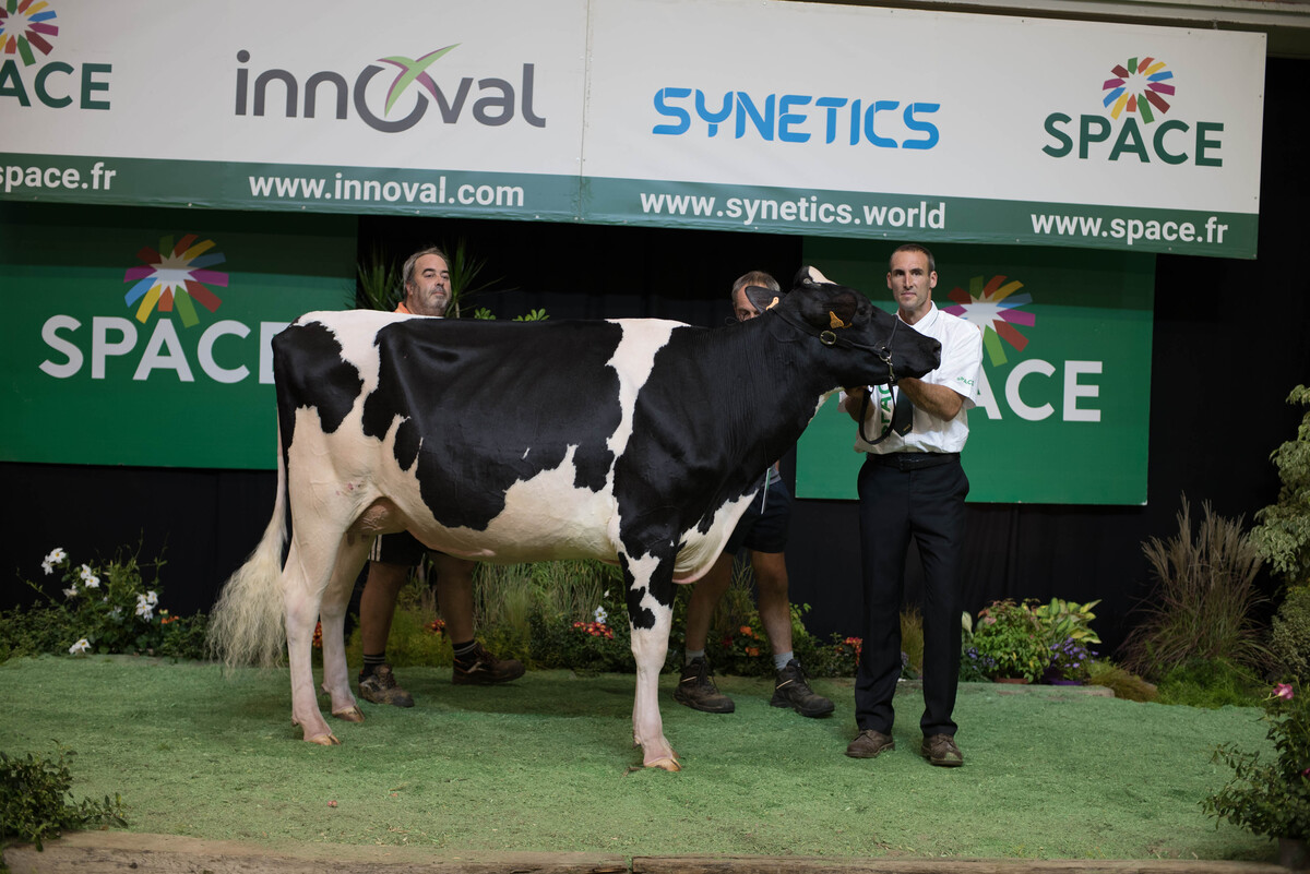 Une vache de race Holstein avec des éleveurs sur le podium d'un concours de bovins