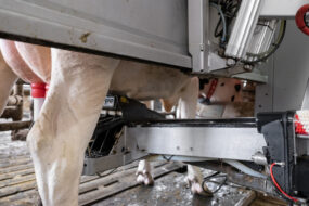 Gros plan sur la zone de traite d'une vache dans un robot de traite