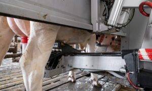 Gros plan sur la zone de traite d'une vache dans un robot de traite