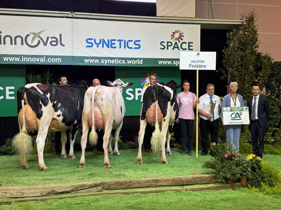 Une vache de race Holstein avec des éleveurs sur le podium d'un concours de bovins