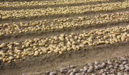 Des rangs de pomme de terre arrachées dans un champ
