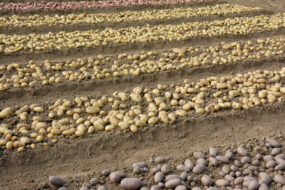 Des rangs de pomme de terre arrachées dans un champ