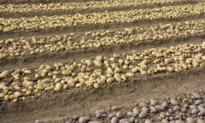 Des rangs de pomme de terre arrachées dans un champ