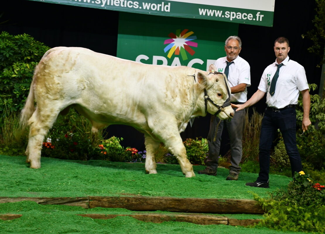 Un jeune mâle de race charolaise accompagné de deux éleveurs sur le podium d'un concours de bovins