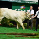 Un jeune mâle de race charolaise accompagné de deux éleveurs sur le podium d'un concours de bovins