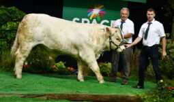 Un jeune mâle de race charolaise accompagné de deux éleveurs sur le podium d'un concours de bovins