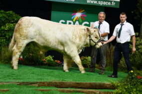 Un jeune mâle de race charolaise accompagné de deux éleveurs sur le podium d'un concours de bovins