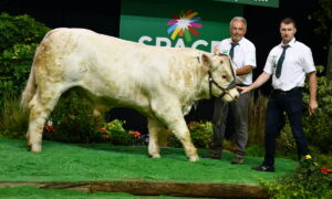 Un jeune mâle de race charolaise accompagné de deux éleveurs sur le podium d'un concours de bovins