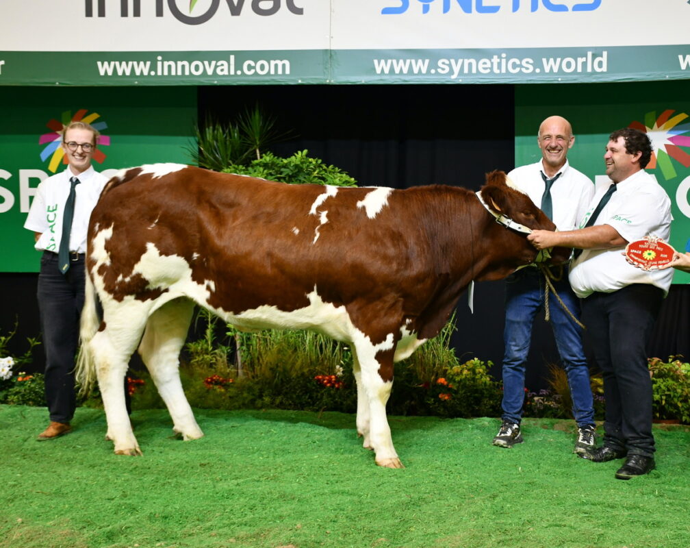 Accompagnée de trois éleveurs, une jeune vache de race Rouge des Prés sur le podium d'un concours de bovins