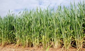 un champ de blé