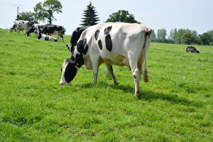 vaches prim'holstein au pâturage - Illustration Localisation des plus grandes communes laitières bretonnes : Où sont les vaches ?