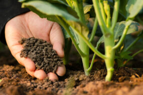 Gros plan sur une main avec des granulés dedans au pied d'un jeune plant dans un champ