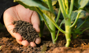Gros plan sur une main avec des granulés dedans au pied d'un jeune plant dans un champ