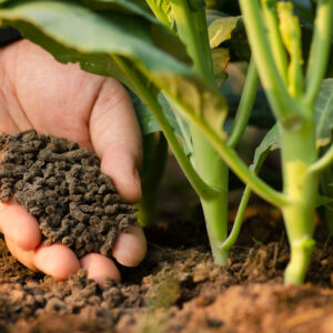 Gros plan sur une main avec des granulés dedans au pied d'un jeune plant dans un champ