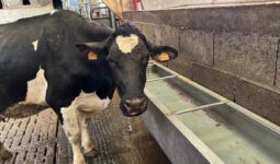 Une vache laitière à l'abreuvoir