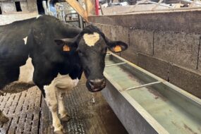 Une vache laitière à l'abreuvoir