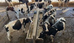 Des vaches dans un bâtiment d'élevage