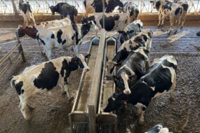 Des vaches dans un bâtiment d'élevage