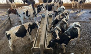 Des vaches dans un bâtiment d'élevage