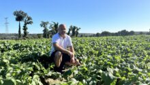 Un homme dans un champ de navets