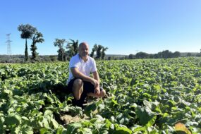 Un homme dans un champ de navets