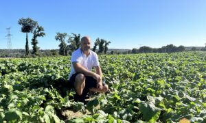 Un homme dans un champ de navets