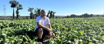 Un homme dans un champ de navets