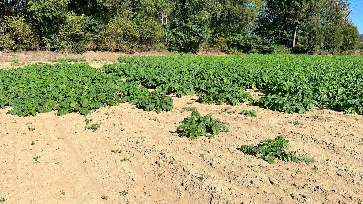 Une partie de la parcelle de navets n'avait pas reçue d'irrigation.