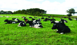 Des vaches couchées dans une prairie