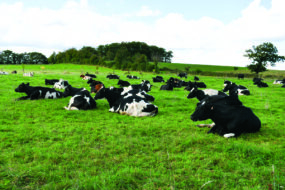 Des vaches couchées dans une prairie