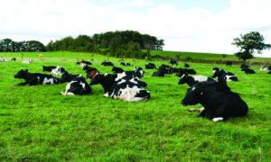 Des vaches couchées dans une prairie