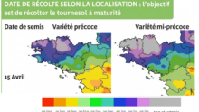 Carte de la Bretagne avec des préconisations de dates de récolte du tournesol