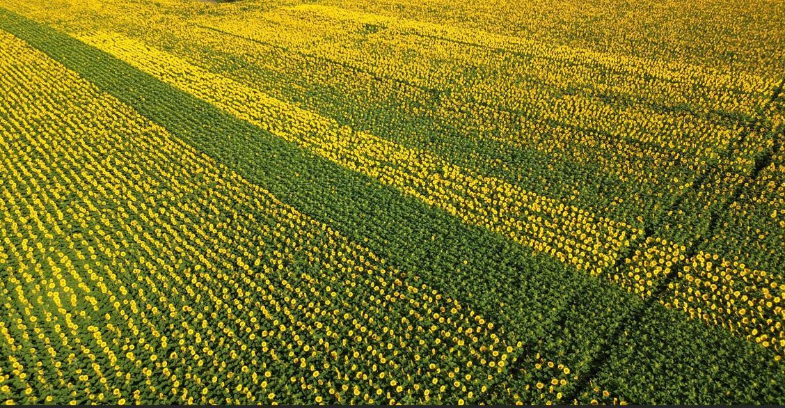 Vitrine tournesol Plouay (sud ouest 56) : Etat végétatif homogène sur la parcelle pour chacune des variétés, parcelle peu impactée par le stress hydrique (32 q/ha de moyenne)