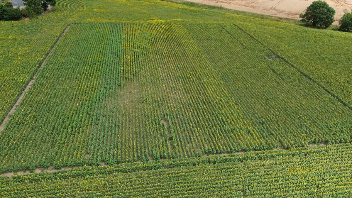 Vitrine Tournesol Caden (sud est 56) : Stress hydrique estival laissant apparaître des zones de sols superficiels impactant la biomasse du tournesol et le rendement final (19 q/ha en moyenne)