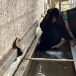 Une vache qui boit de l'eau dans un abreuvoir