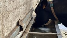Une vache qui boit de l'eau dans un abreuvoir