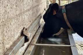 Une vache qui boit de l'eau dans un abreuvoir