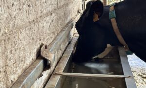 Une vache qui boit de l'eau dans un abreuvoir