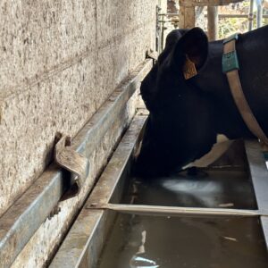 Une vache qui boit de l'eau dans un abreuvoir