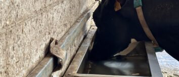 Une vache qui boit de l'eau dans un abreuvoir