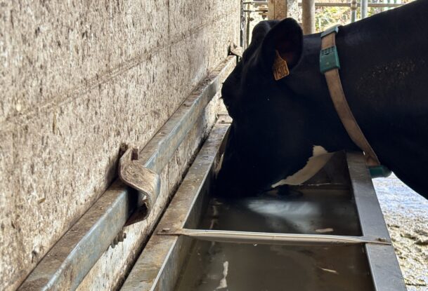 Une vache qui boit de l'eau dans un abreuvoir