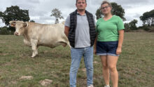 Un homme et une femme devant une cache Charolaise dans un champ